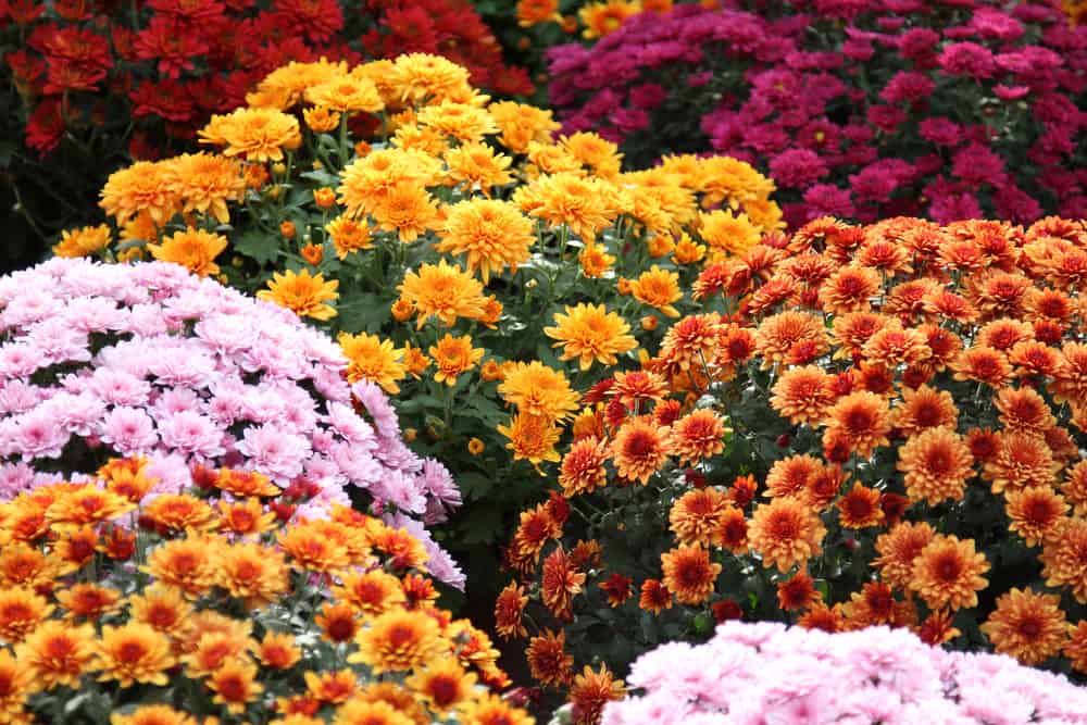 The Meaning Of The Chrysanthemum Flower Eastern Floral Eastern Floral