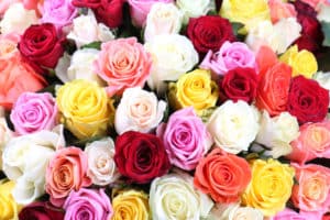 bouquet of 101 multicolored roses