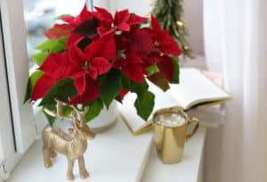 Beautiful poinsettia, cup of hot cocoa and decorative deer on window sill. Traditional Christmas flower