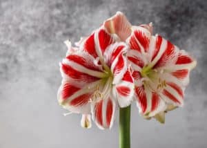 Huge blooming red and white amaryllis flower head. Beautiful bouquet for Christmas. (Latin Hippeastrum, Amaryllis)
